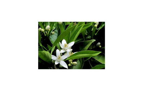 Petitgreins (Calendula), 5ml