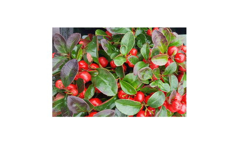 Wintergreen (ziemciete) ēteriskā eļļa, Saflora, 5ml